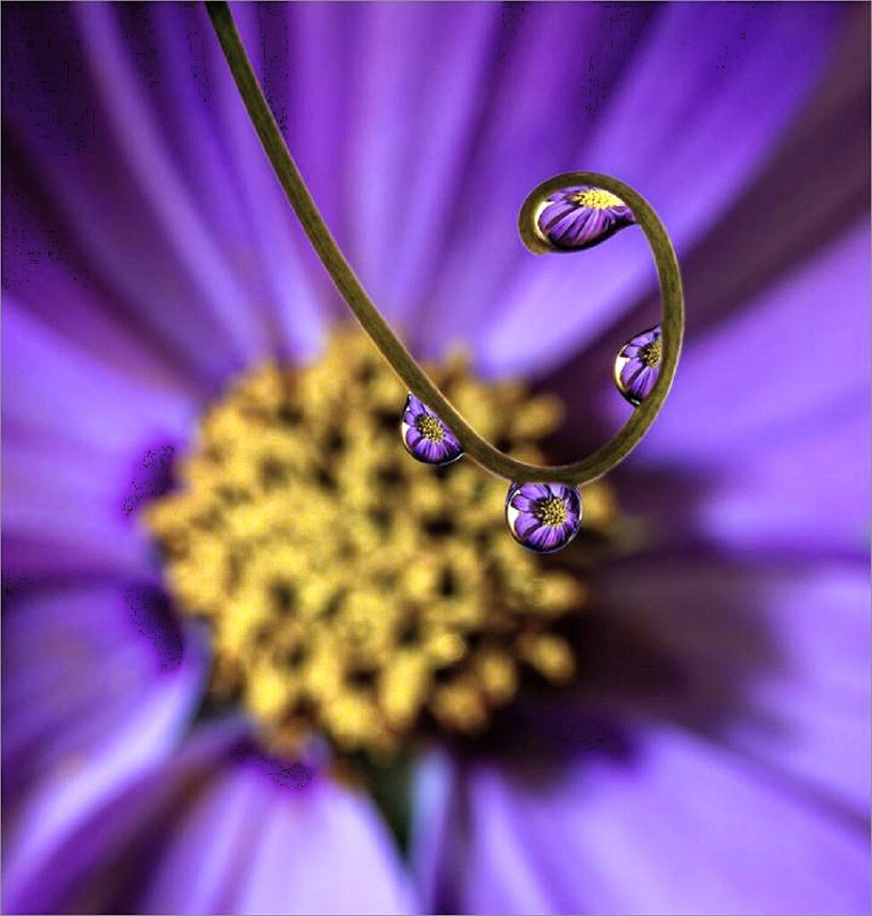 Flower in a Rain Drop