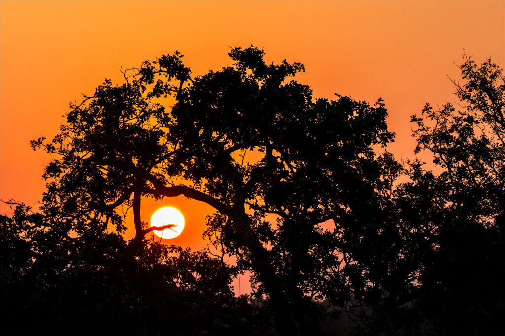 Kruger Sunset