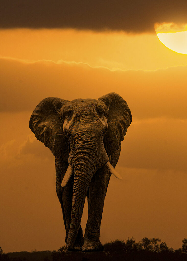 Majestic Sunset