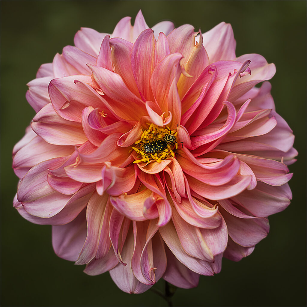 Dahlia Gathering