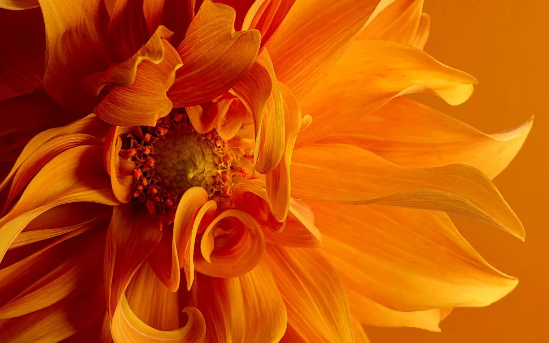 Fire Flower by Natasha Gerber - CERPS 2026 Junior Macro