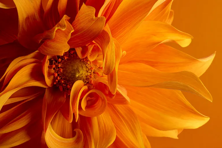 Fire Flower
