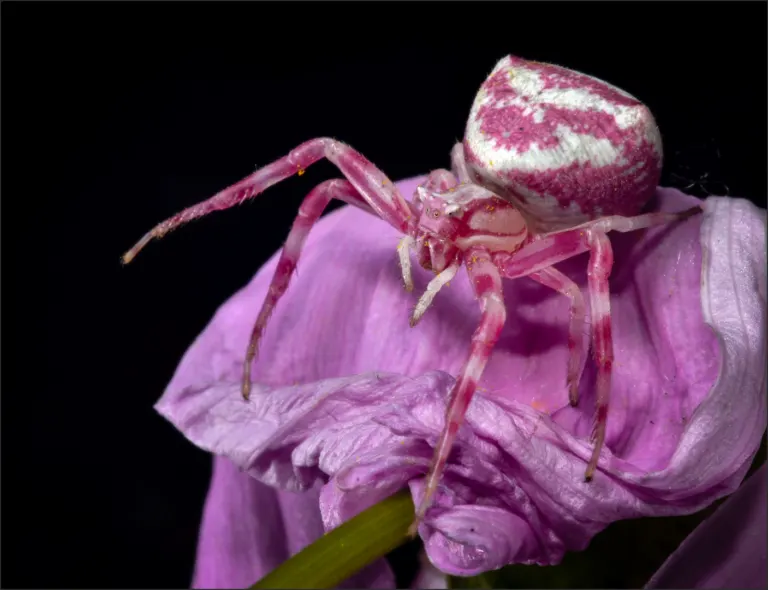 Krap Spinnekop