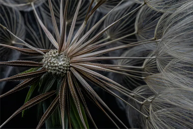 Dandelion Centre