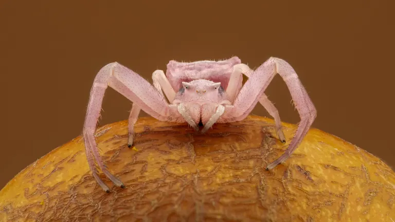 Pink Crabspider on Rose pod