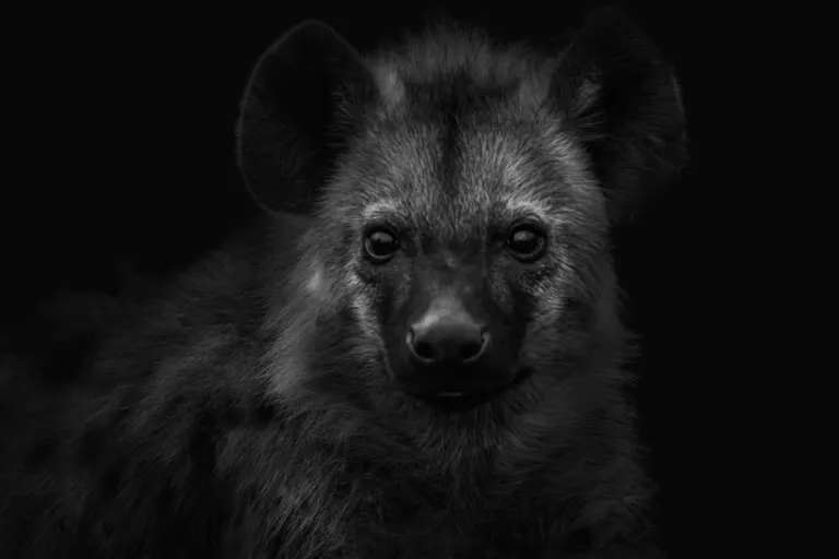 baby hyena bw, Jeanette Smith