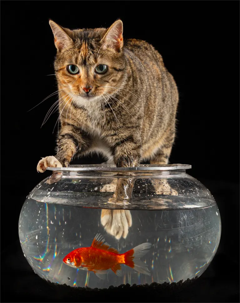 Sushi Hunter, Frank Ueckermann