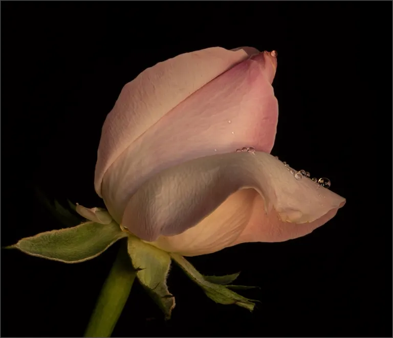 Droplets on a rose 1, Antonette Bezuidenhout