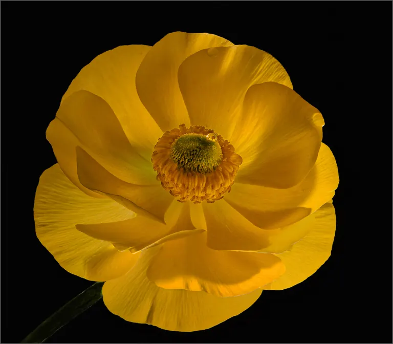 Yellow, Antonette Bezuidenhout