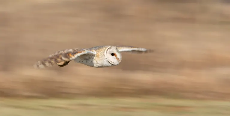 Barn Owl, Arnold Bester