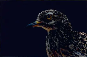 Spotted Thick-knee - Danny Lotter