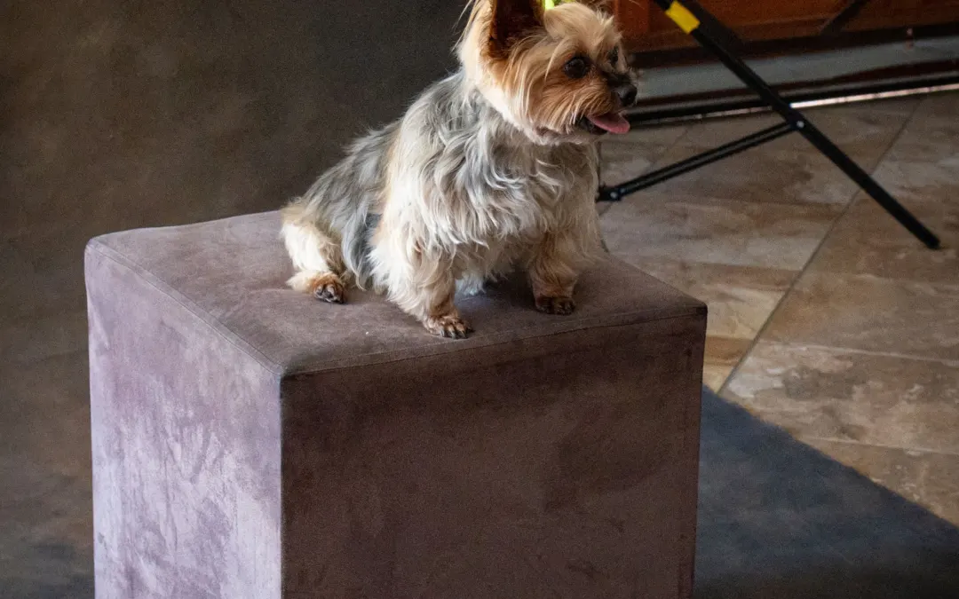 Dog portrait photography workshop with Cathy Dooley, 3 October 2026