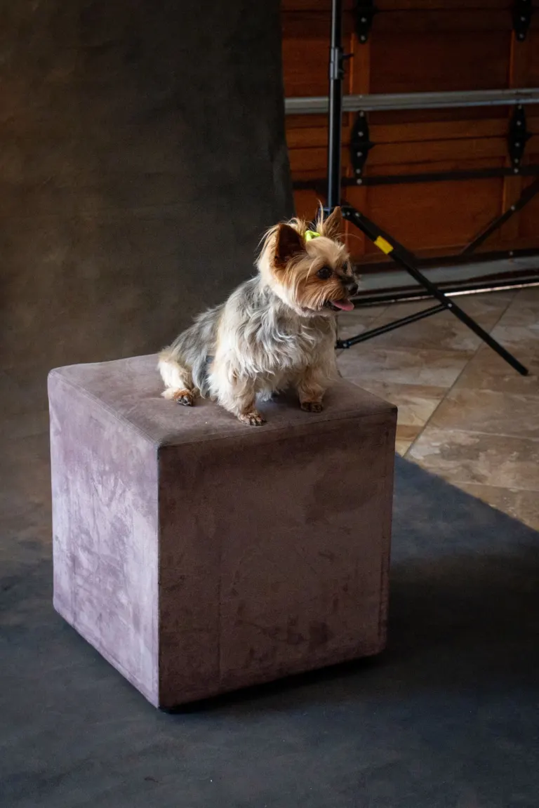 Dog portrait workshop with Cathy Dooley
