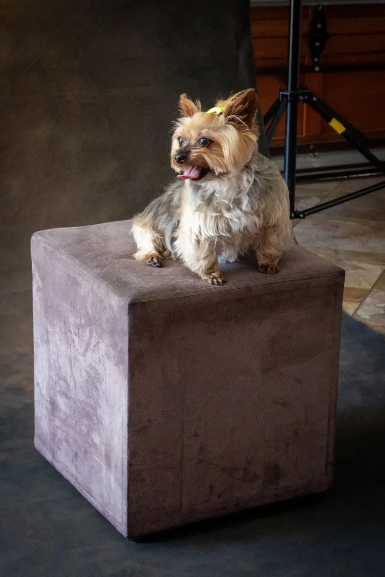 Dog portrait workshop with Cathy Dooley