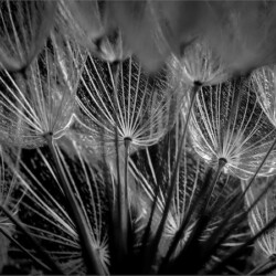 Dandelion Skylight, Belinda Ueckermann