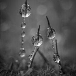 Morning dewdrops, Belinda Ueckermann