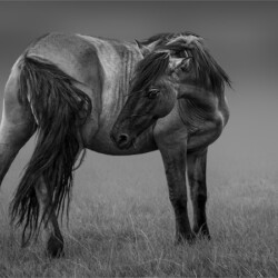 Whisper of the Tail, Belinda Ueckermann