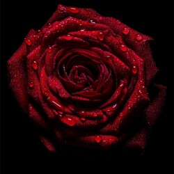 Crimson Elegance Crimson Elegance, Deidre Schnetler