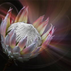 Protea, Belinda Ueckermann