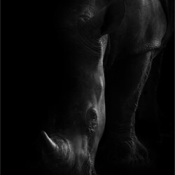 Horn of Shadows Mono Horn of Shadows Mono, Belinda Ueckermann
