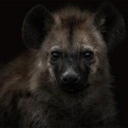 Baby hyena colour
