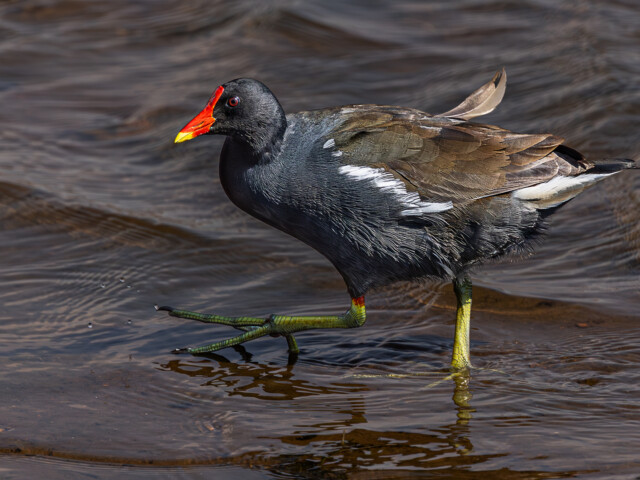 Common Moorhen Common Moorhen, Belinda Ueckermann