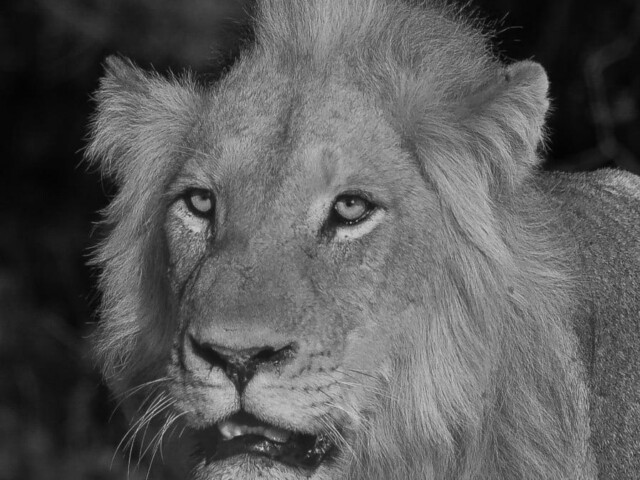 King in Waiting King in Waiting, Linda Stedman