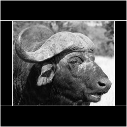 Buffel Buffel, Andre Kruger