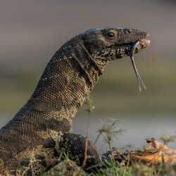 Water Monitor Lizard Water Monitor Lizard, Belinda Ueckermann