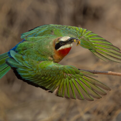 White-fronted bee-eater White-fronted bee-eater, Belinda Ueckermann
