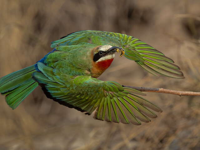 White-fronted bee-eater White-fronted bee-eater, Belinda Ueckermann