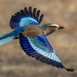 Lilac-breasted roller Lilac-breasted roller, Belinda Ueckermann