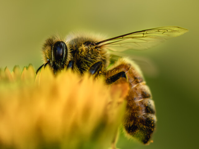 Shy Bee Shy Bee, Deidre Schnetler