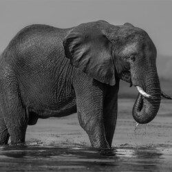 Elephant drinking Elephant drinking, Belinda Ueckermann