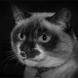 Pixie siamese Pixie siamese, Belinda Ueckermann