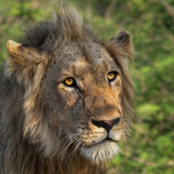Majestic Majestic, Linda Stedman