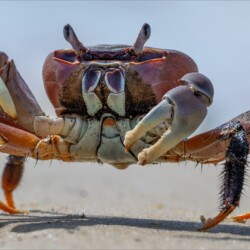 Ghost Crab Ghost Crab, Belinda Ueckermann