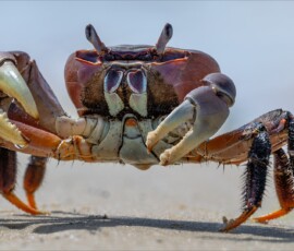 Ghost Crab Ghost Crab, Belinda Ueckermann