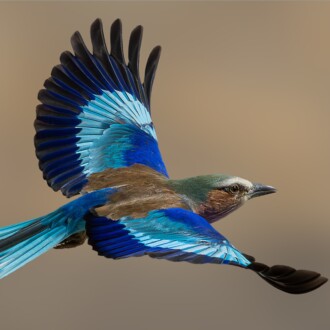 Roller in Flight Roller in Flight, Belinda Ueckermann