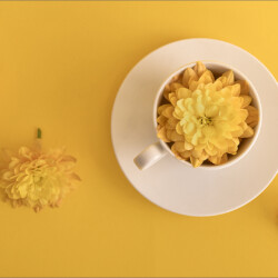 A Cup of Sunshine A Cup of Sunshine, Maureen Fourie