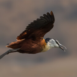 African Jicana African Jicana, Belinda Ueckermann