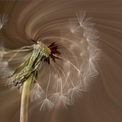 All Out of Wishes All Out of Wishes, Maureen Fourie