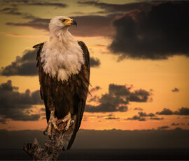 African Fish Eagle at Sunset African Fish Eagle at Sunset, Belinda Ueckermann