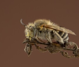 Blue Banded Bee Blue Banded Bee, Arnold Bester