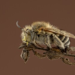 Blue Banded Bee Blue Banded Bee, Arnold Bester