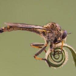 Com, Robberfly on Curly Perch Com, Robberfly on Curly Perch, Arnold Bester