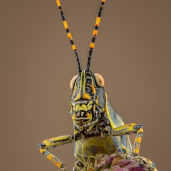 Grasshopper Portrait Grasshopper Portrait, Arnold Bester