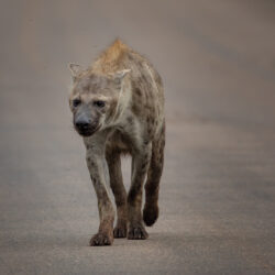 Hyena stroll Hyena stroll, Arnold Bester