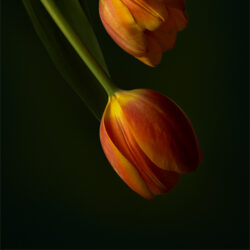 Lovely Tullips Lovely Tullips, Annaline Werth