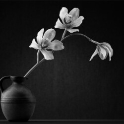 Orchids in Vase mono Orchids in Vase mono, Arnold Bester